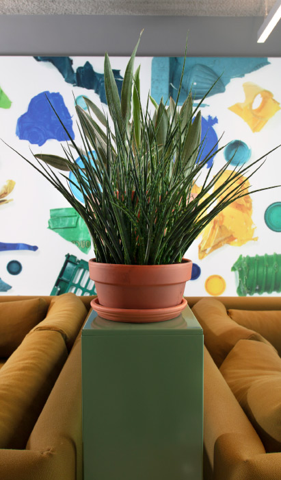 Cute plant at finco office